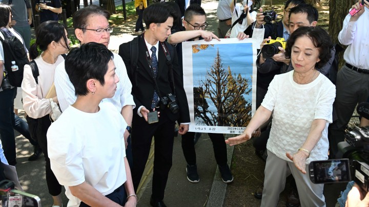 蓮舫 神宮外苑再開発計画地区 イチョウ並木