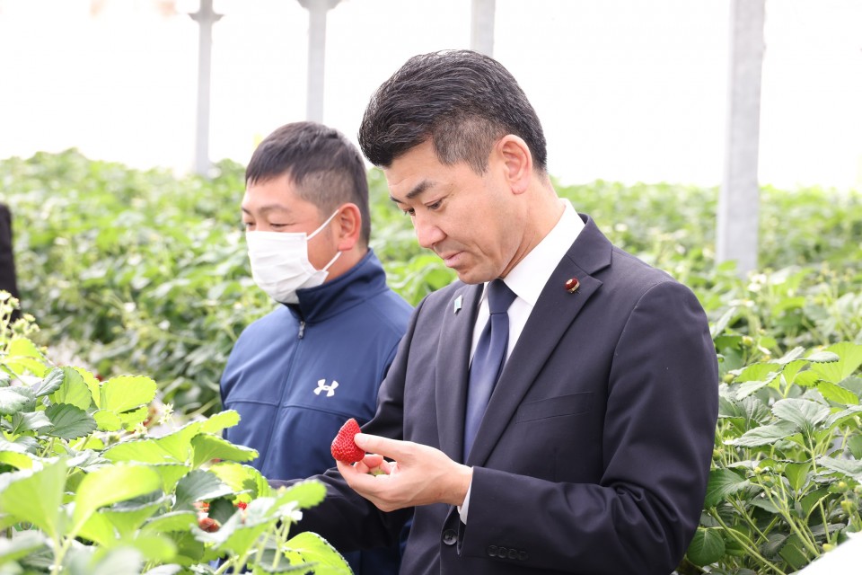 イチゴを摘む泉代表 20230311_105439_02_rez.JPG