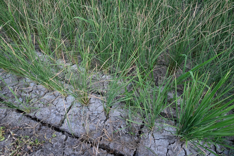 20250730_164024.JPG