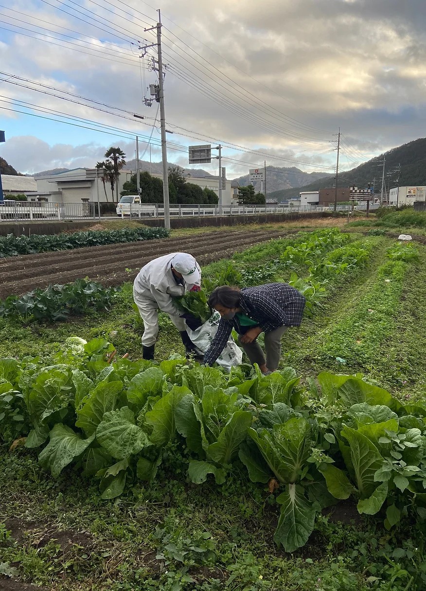地元の農家さんとお話ししながら白菜をいただく 莉頑ウ峨∪縺頑エサ蜍募・逵・katsudo-01.jpg