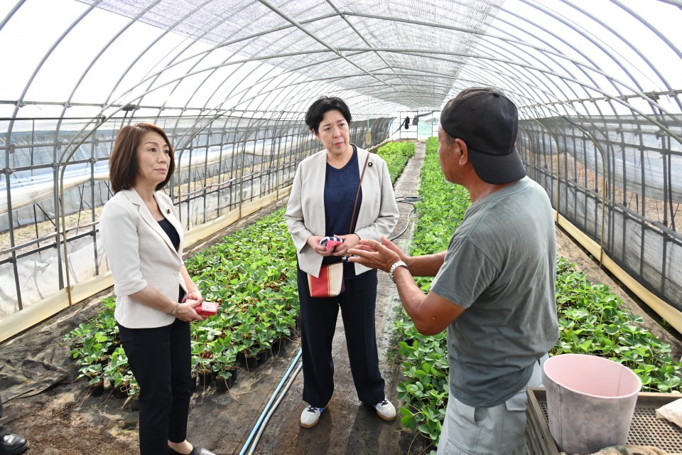 十和田市内のイチゴ農家、風穴農園を訪問。「単価が上がらない中で生産コストばかりが上がっていく。今は人を減らして家族3人でやっている」との声を聞きました。 田名部匡代 徳永エリ 農林水産キャラバン