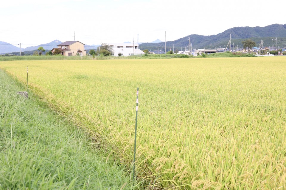 相続放棄により一部が公有地となっている水田(立っている棒の間が公有地) 20230830_103545_rez.JPG