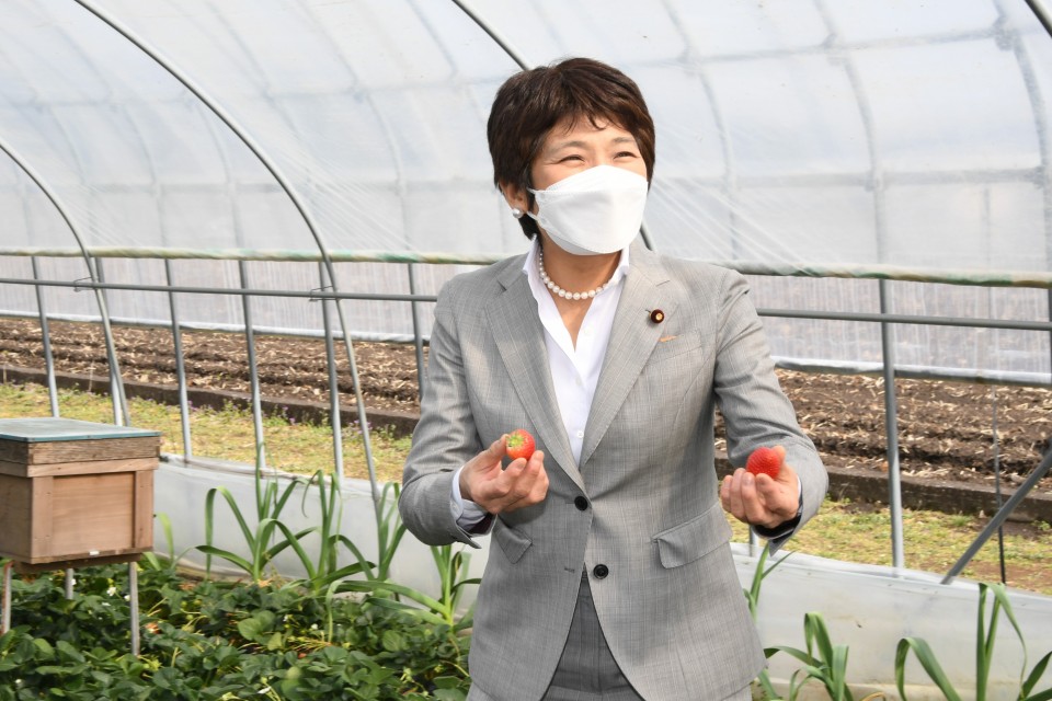 イチゴ農家では、今後主流になってくるという「とちあいか」を試食 DSC_8237ochigo2.jpg